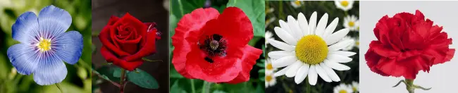 5 Slavic Countries National Flowers- flax,rose,poppy,carnation, and chamomile.